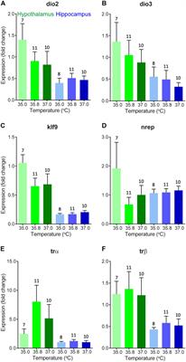 Limited Support for Thyroid Hormone or Corticosterone Related Gene Expression as a Proximate Mechanism of Incubation Temperature-Dependent Phenotypes in Birds